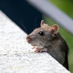 Как избавиться от мышей на чердаке: лучшие лайфхаки