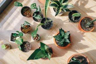 Почему чернеют листья комнатных растений: можно ли их спасти?