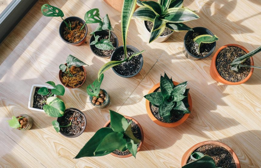Почему чернеют листья комнатных растений: можно ли их спасти?
