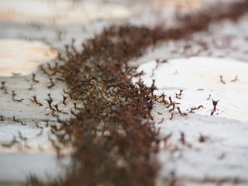 Как избавиться от муравьев на кухне: 5 простых средств, которые есть у вас дома
