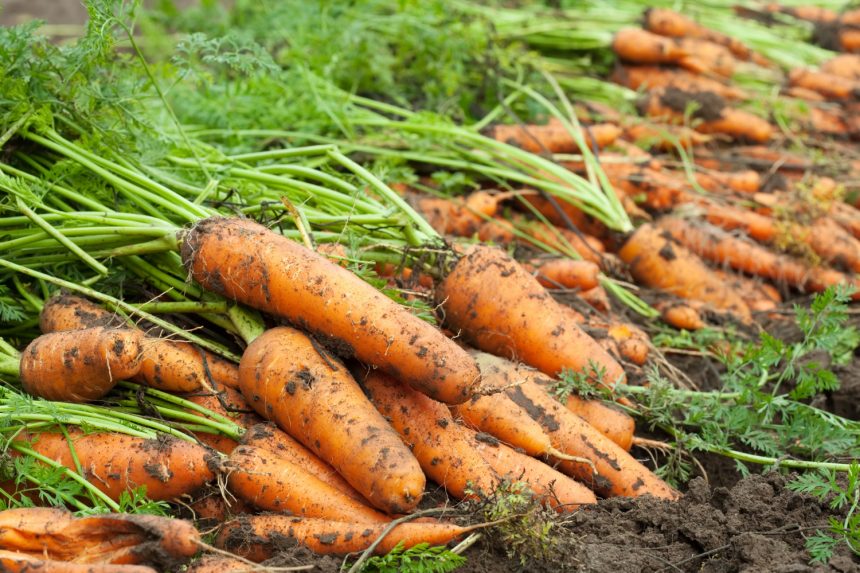 Как выращивать морковь для получения вкусного урожая: секрет из TikTok
