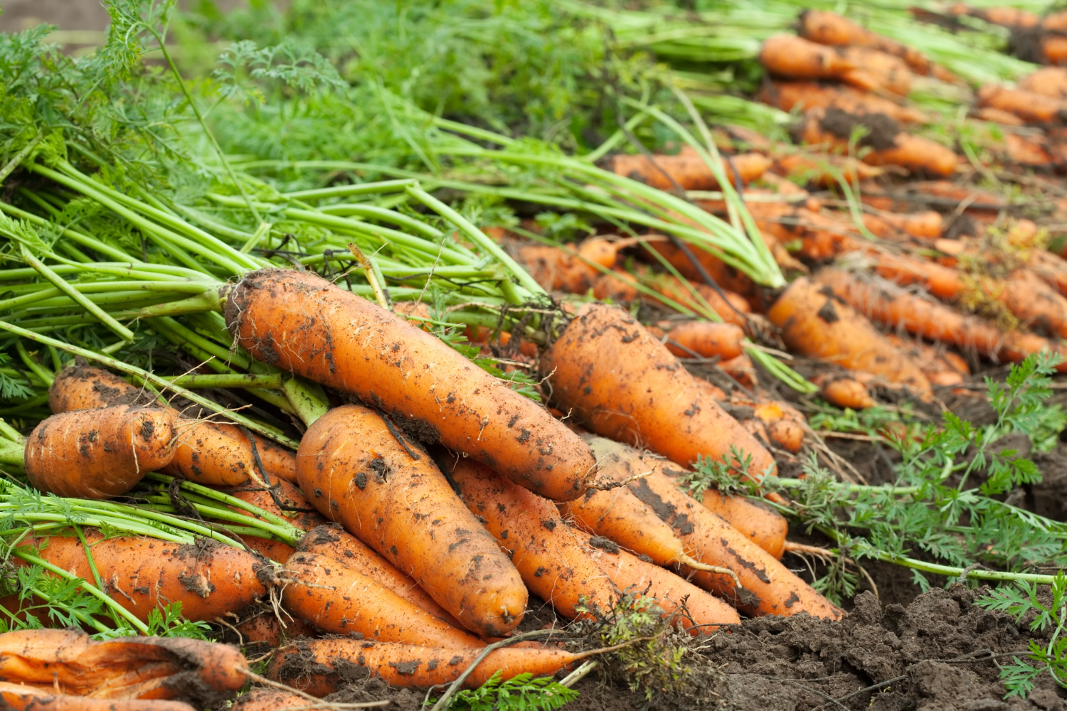 Как выращивать морковь для получения вкусного урожая: секрет из TikTok