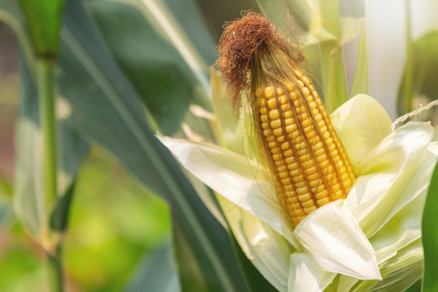 Что такое кукурузная головня и как с ней бороться: советы эксперта