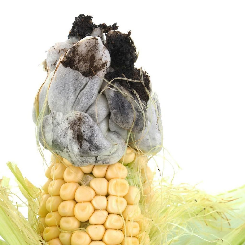 Что такое кукурузная головня и как с ней бороться: советы эксперта