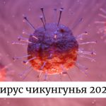 Вирус чикунгунья Китай 2025: симптомы, как передается и распространяется