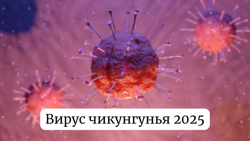 Вирус чикунгунья Китай 2025: симптомы, как передается и распространяется