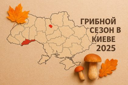 Грибные места в Киеве 2025: где искать и как собирать грибы осенью