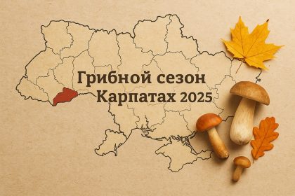 Грибные места Карпаты 2025: где искать и как собирать грибы осенью