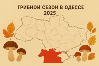 Грибные места в Одессе 2025: где искать и как собирать грибы осенью