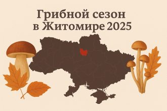 Грибные места в Житомире и Житомирской области: где искать и как собирать грибы осенью 2025
