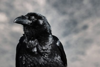 К чему снится ворон: символика и толкование в разных культурах