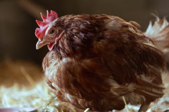 К чему снится курица мужчине и женщине: значение и толкование сна из сонника