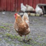 К чему снится курица мужчине и женщине: значение и толкование сна из сонника