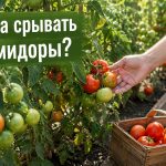 Нужно ли срывать зеленые помидоры в конце августа: когда собирать томаты и как дозаривать урожай