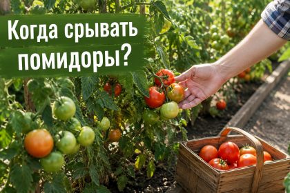 Нужно ли срывать зеленые помидоры в конце августа: когда собирать томаты и как дозаривать урожай