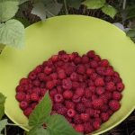 Когда пересаживать малину и смородину в конце лета 2026: сроки и правила