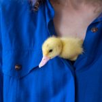 К чему снится утка мужчине и женщине: значение и толкование сна из сонника