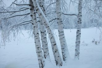 К чему снится береза мужчине и женщине: значение и толкование сна по соннику