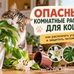 Какие комнатные растения ядовиты для кошек: полный список и что делать