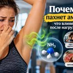 Почему пот пахнет аммиаком: причины резкого запаха после тренировки и в покое, возможные болезни и что делать