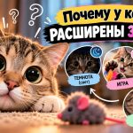 Почему у кошки расширены зрачки: свет, игра, страх и признаки проблем со здоровьем