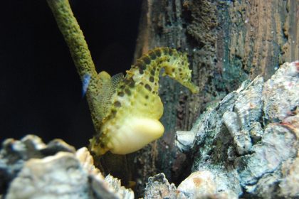 Самец брюхатого морского конька с наполненной выводковой сумкой в аквариуме