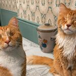 Коты-братья Гэри и Шэгги с синдромом Марфана
