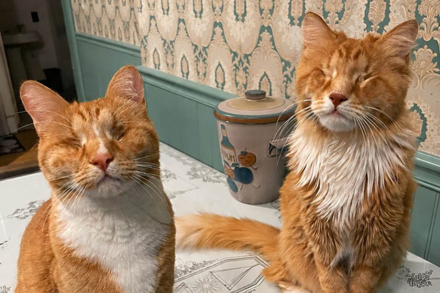 Коты-братья Гэри и Шэгги с синдромом Марфана
