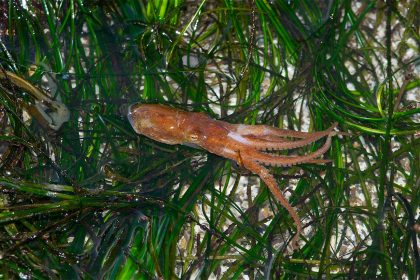 Двупятнистый осьминог Octopus bimaculoides среди водорослей