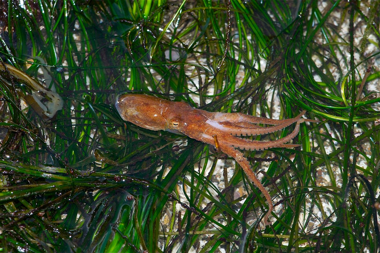 Двупятнистый осьминог Octopus bimaculoides среди водорослей