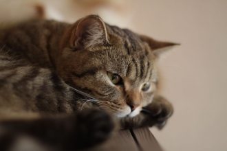 Почему кошка чихает: безобидные причины и признаки, когда нужен ветеринар