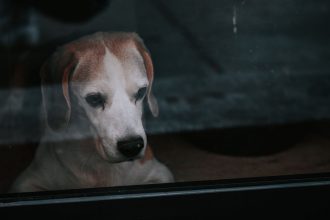 Почему собака дрожит, хотя ей не холодно: причины, болезни и когда обращаться к ветеринару